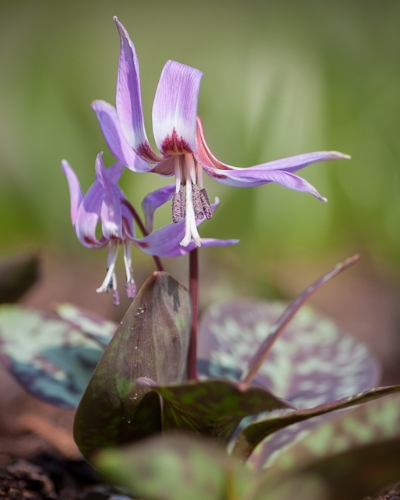 Erythronium dens-canis.jpg